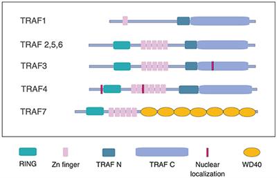 Editorial: TRAF Proteins in Health and Disease